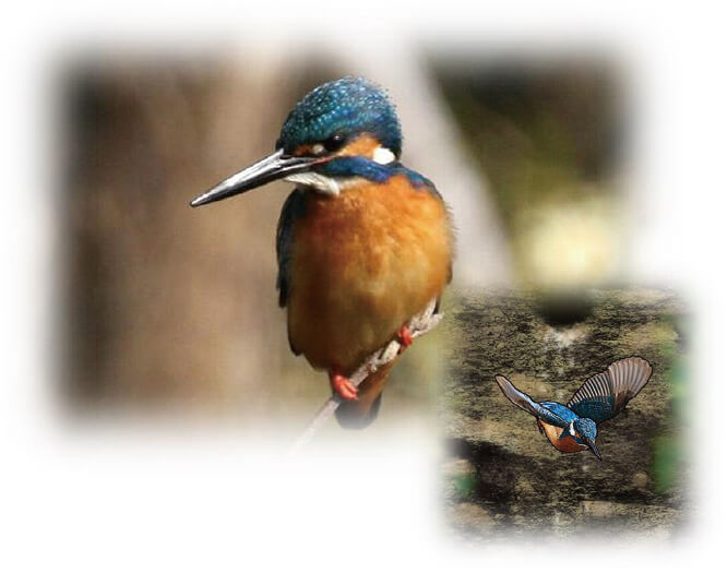 ピンコさま専用　　カワセミ ピンコさま専用 カワセミ ピンコさま専用 カワセミ ピンバッジ